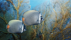 Fish Aquarium and Fish