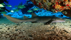 Fish Aquarium and Fish