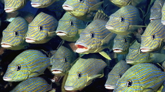 Fish Aquarium and Fish