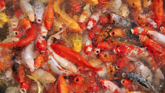 Fish Aquarium and Fish