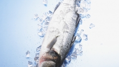 Fish Aquarium and Fish