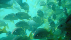 Fish Aquarium and Fish