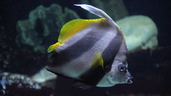 Fish Aquarium and Fish