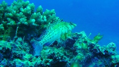 Fish Aquarium and Fish