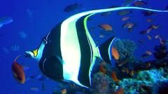 Fish Aquarium and Fish