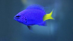 Fish Aquarium and Fish