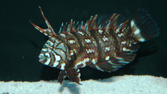 Fish Aquarium and Fish