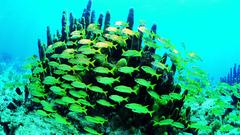 Fish Aquarium and Fish