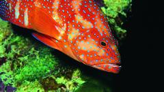 Fish Aquarium and Fish