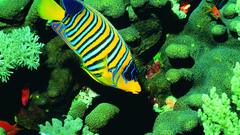 Fish Aquarium and Fish