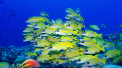 Fish Aquarium and Fish