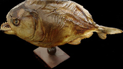 Fish Aquarium and Fish