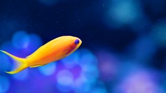 Fish aquarium duel multiscreen fish tank