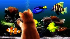 Fish aquarium Kittens