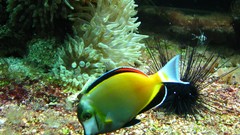 Fish aquarium Museum