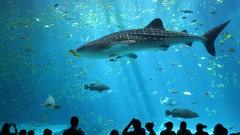 Fish aquarium underwater male whale shark