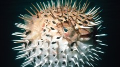 Fish Blowfish