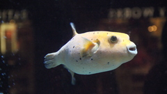 Fish Blowfish Aquarium and