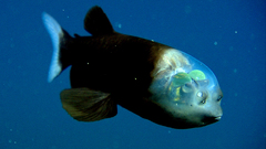 Fish blue background Pacific