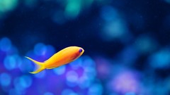 Fish bokeh