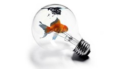 Fish bulbs light bulbs