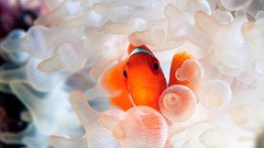 Fish clownfish