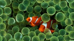 Fish clownfish