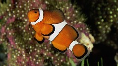 Fish clownfish