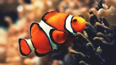 Fish clownfish