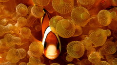 Fish clownfish sea anemones