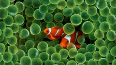 Fish clownfish sea anemones