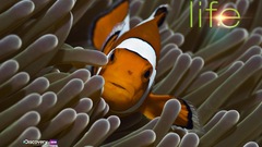 Fish clownfish sea anemones