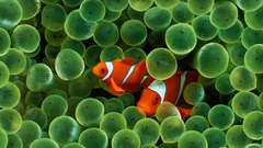 Fish clownfish sea anemones