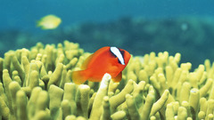 Fish clownfish sea anemones