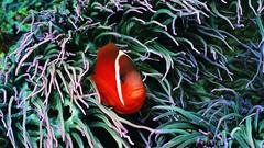 Fish clownfish sea anemones