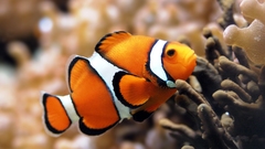 Fish clownfish sealife