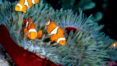 Fish clownfish underwater