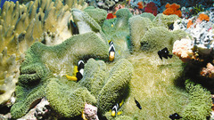 Fish clownfish underwater coral