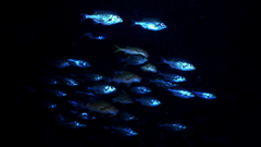 Fish copy thanks quick