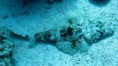 Fish Crocodiles underwater reef