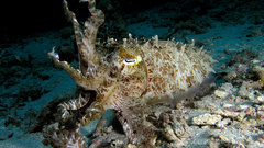 Fish cuttlefish underwater Aquarium