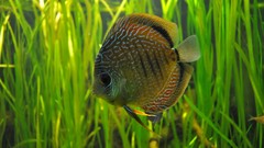Fish discus
