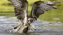 Fish Finland osprey