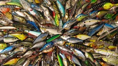 Fish fishing vivid colors