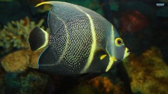Fish French angelfish