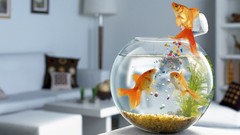 Fish funny artwork feeding