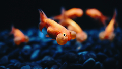 fish goldfish Animals
