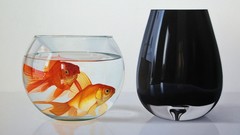 Fish goldfish fish bowls