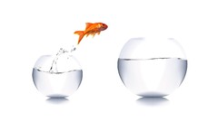 Fish goldfish lifestyle complex magazine