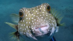 Fish Hawaii underwater